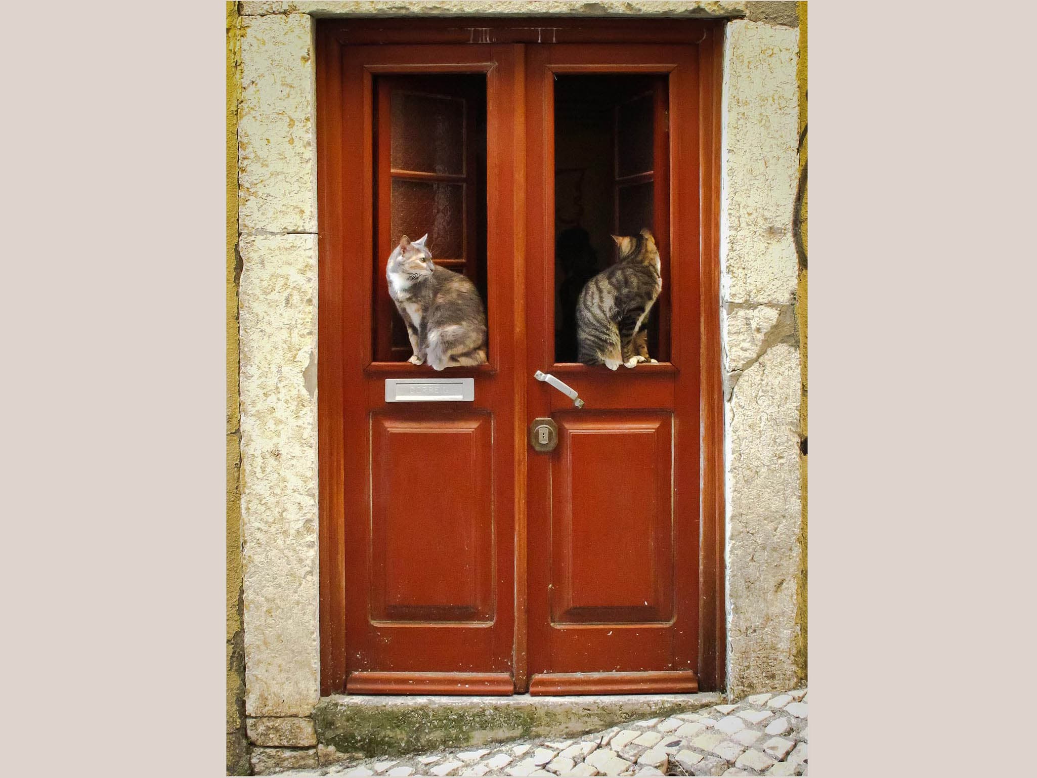 Random Photos_2_Cats at the Door